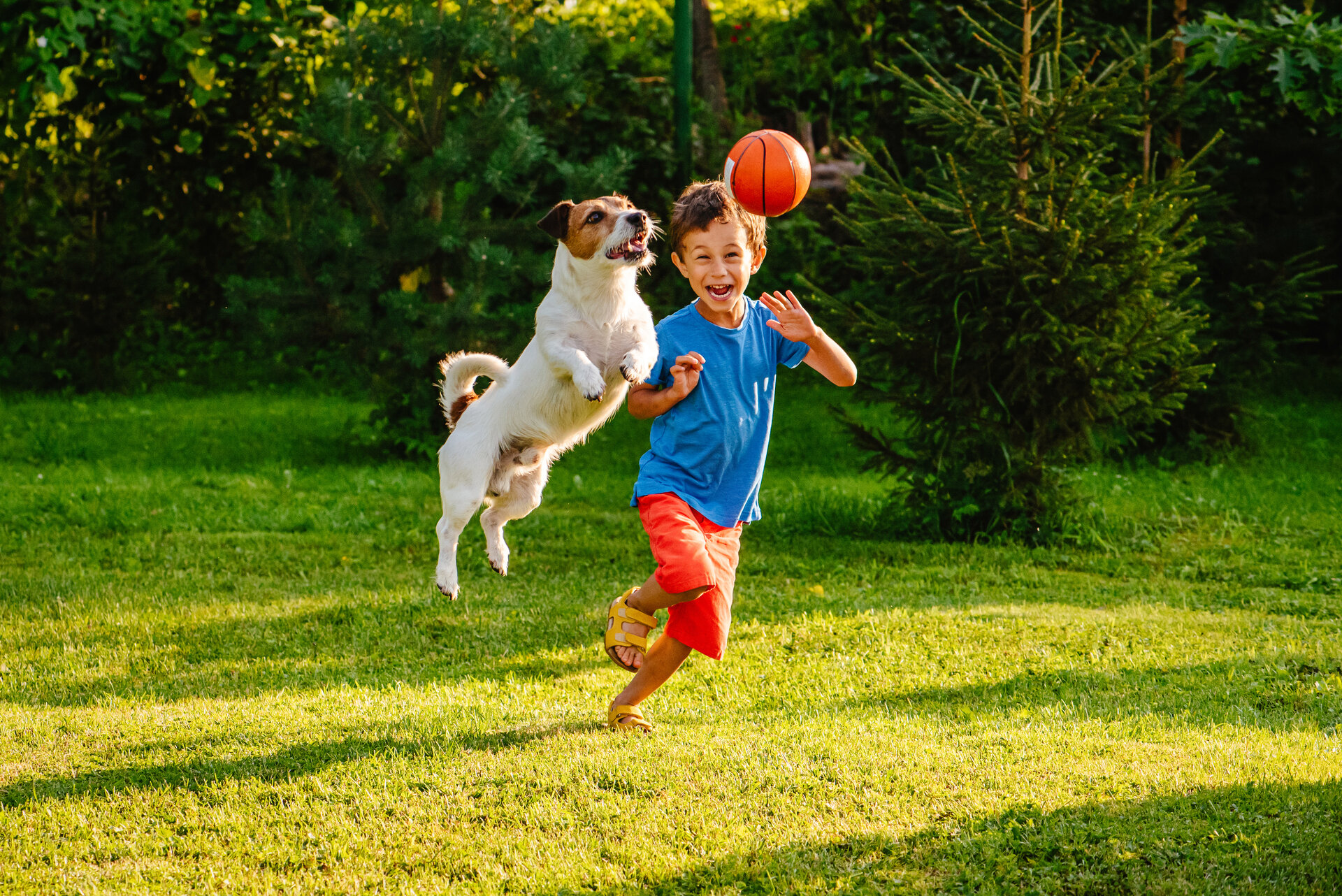 Kleiner Junge, der Spaß im Freien mit Jack Russell Terrier und einem Ball hat. 