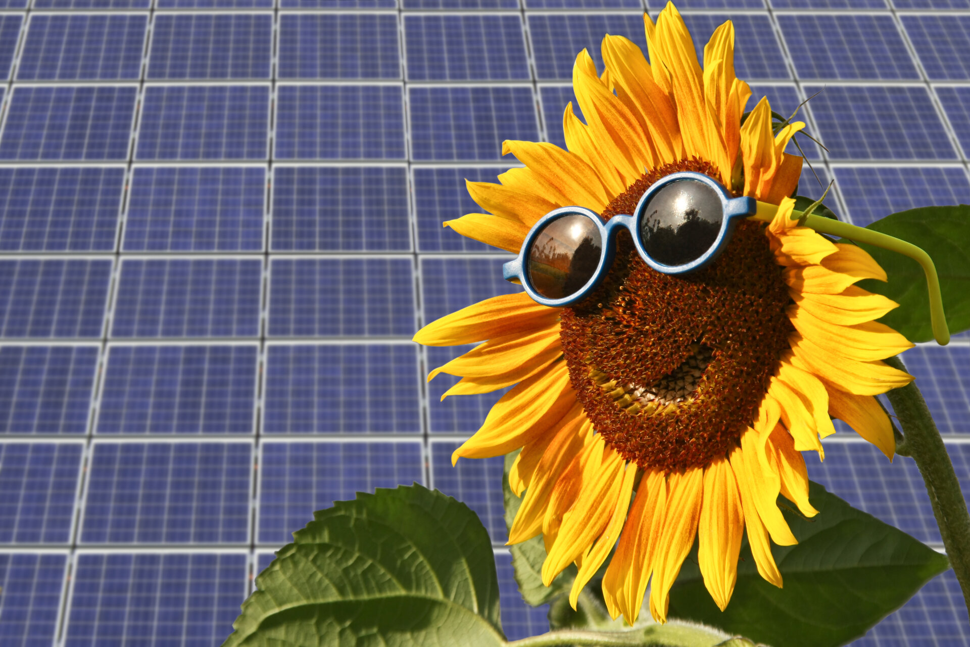 Solarmodule mit Sonnenblume